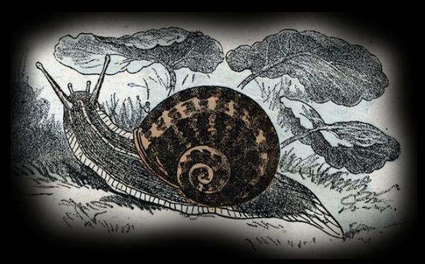 An illustration of a cute little snail in a garden